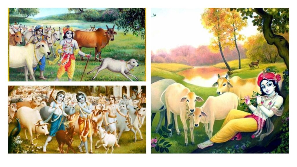 Why cow protection is so important especially in India?