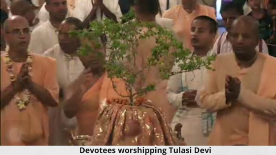 Worshiping Tulasi Devi at homes